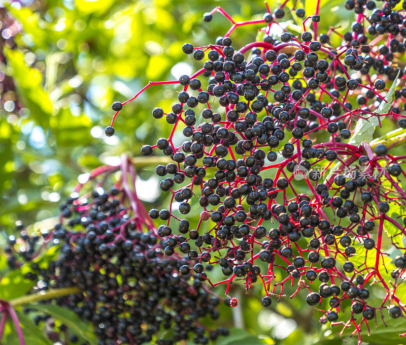 普通接骨木(Sambucus nigra)浆果